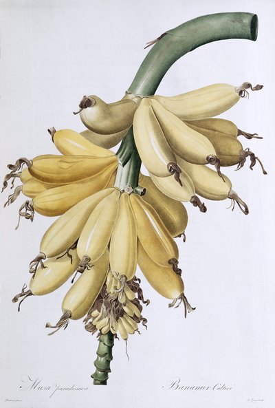 Banaan, 1816 door Pierre Joseph Redouté